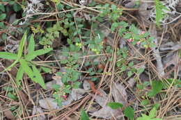 Vaccinium crassifolium Andr. resmi