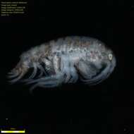 Image of Amphipoda