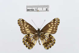 Imagem de Catasticta pinava (Doubleday 1847)