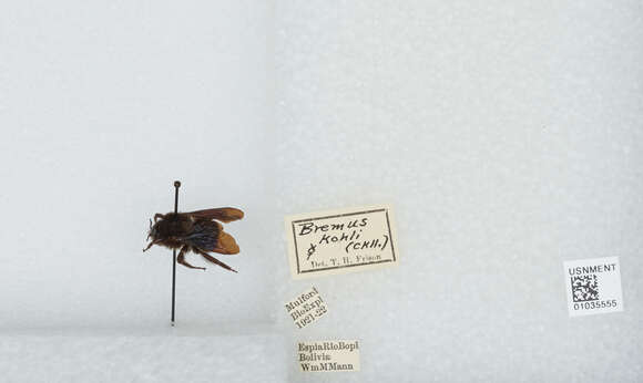 Image of Bombus morio (Swederus 1787)