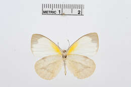 Image of Elodina parthia (Hewitson 1853)