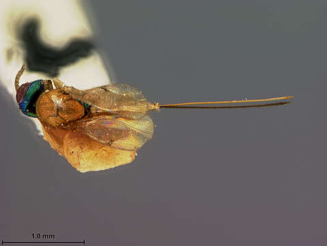 Image of Megastigma cecidomyiae Ashmead 1887