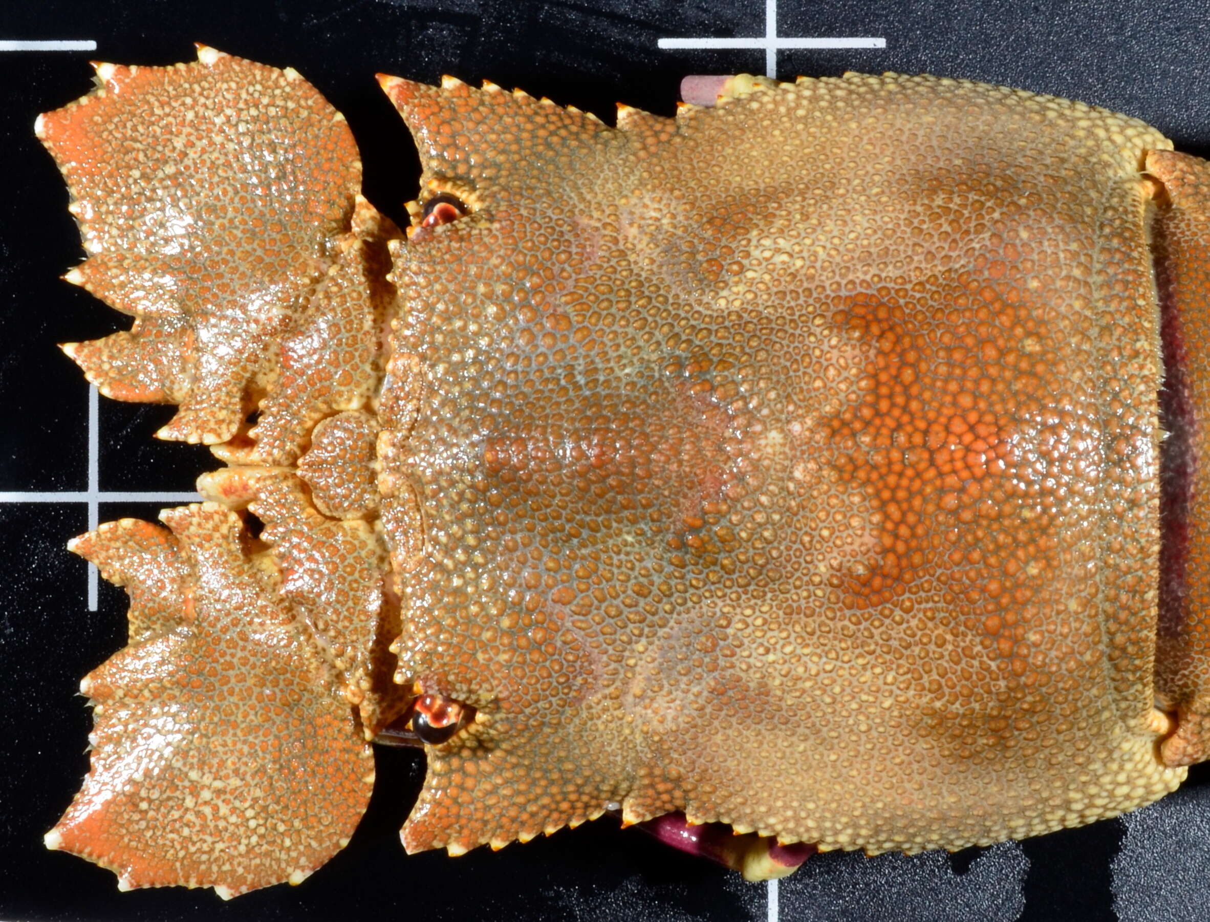 Image of Cape locust lobster