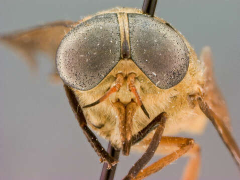 صورة Tabanus auripilosus Philip 1959