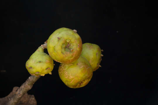 Image of Pereskia lychnidiflora DC.