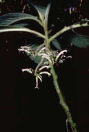 Image de Cyanea pilosa A. Gray