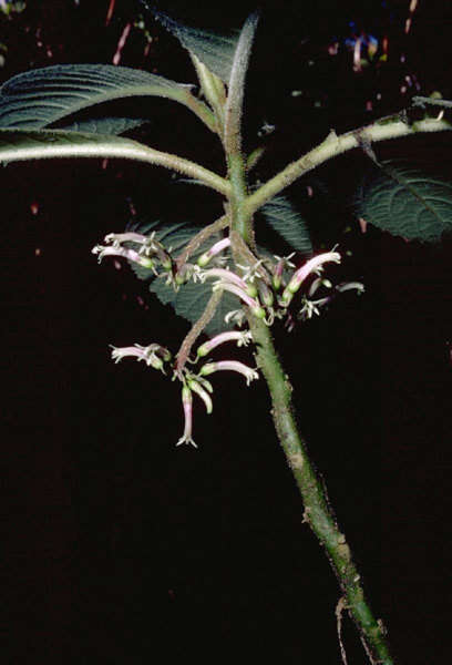 Image de Cyanea pilosa A. Gray