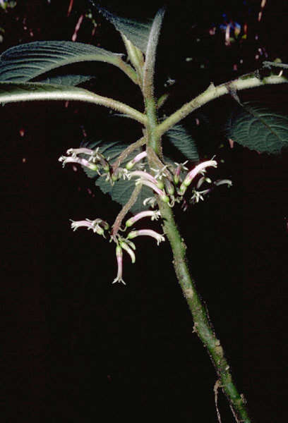 Image of Hairy Cyanea