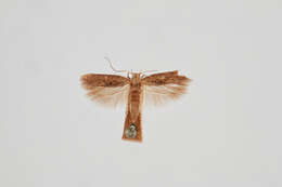 Слика од Phthorimaea