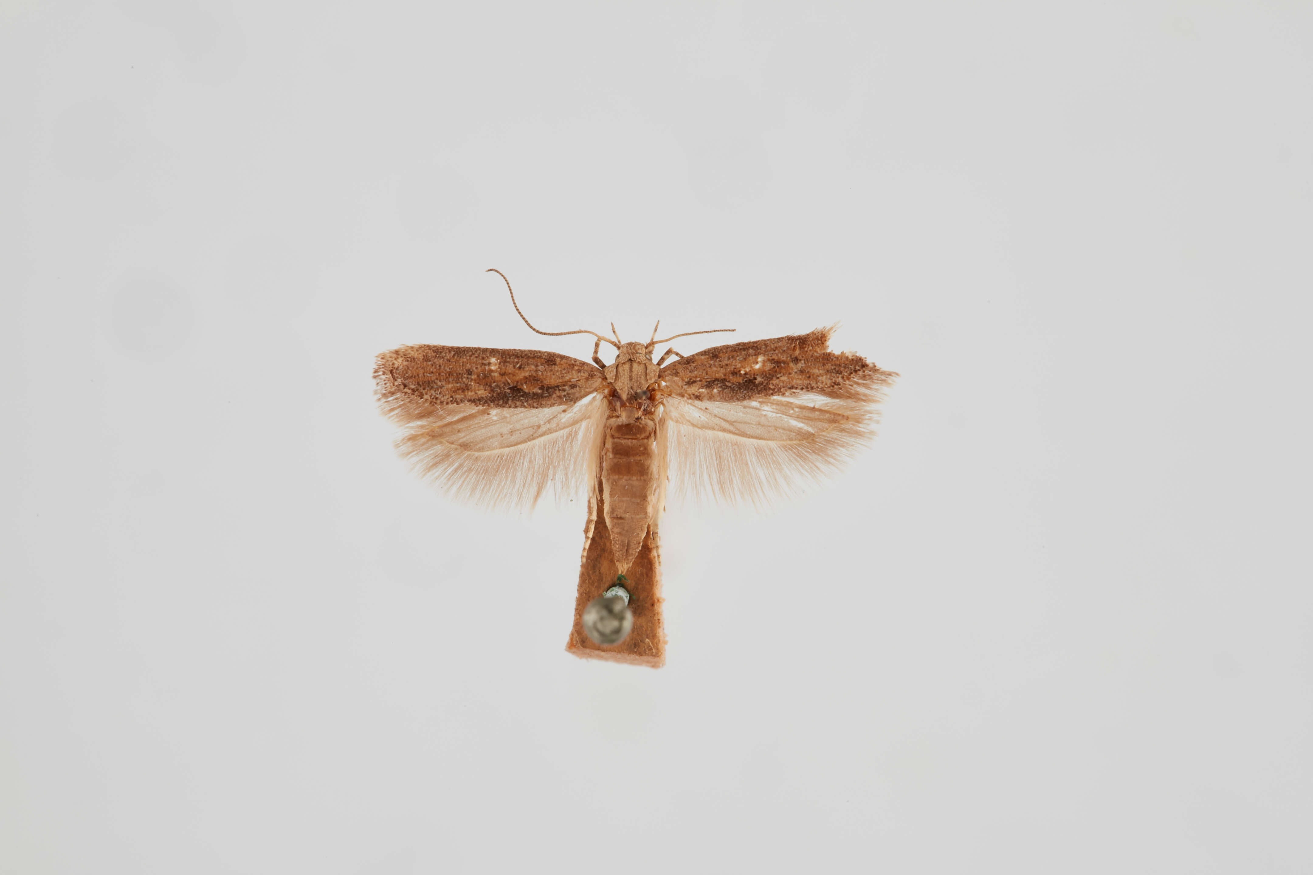 Слика од Phthorimaea