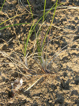 Image of Smooth Meadow-grass