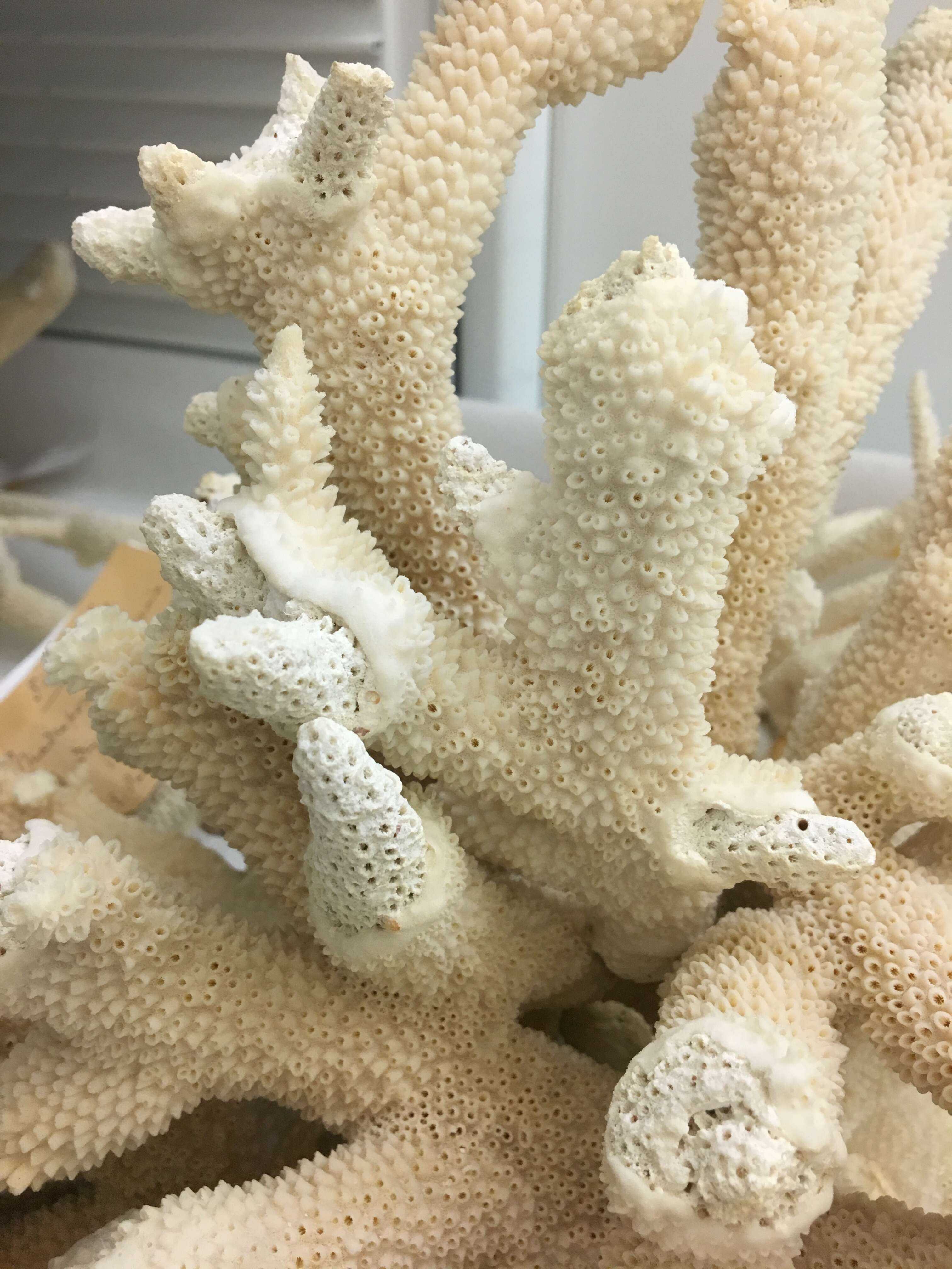 Image of Staghorn Coral