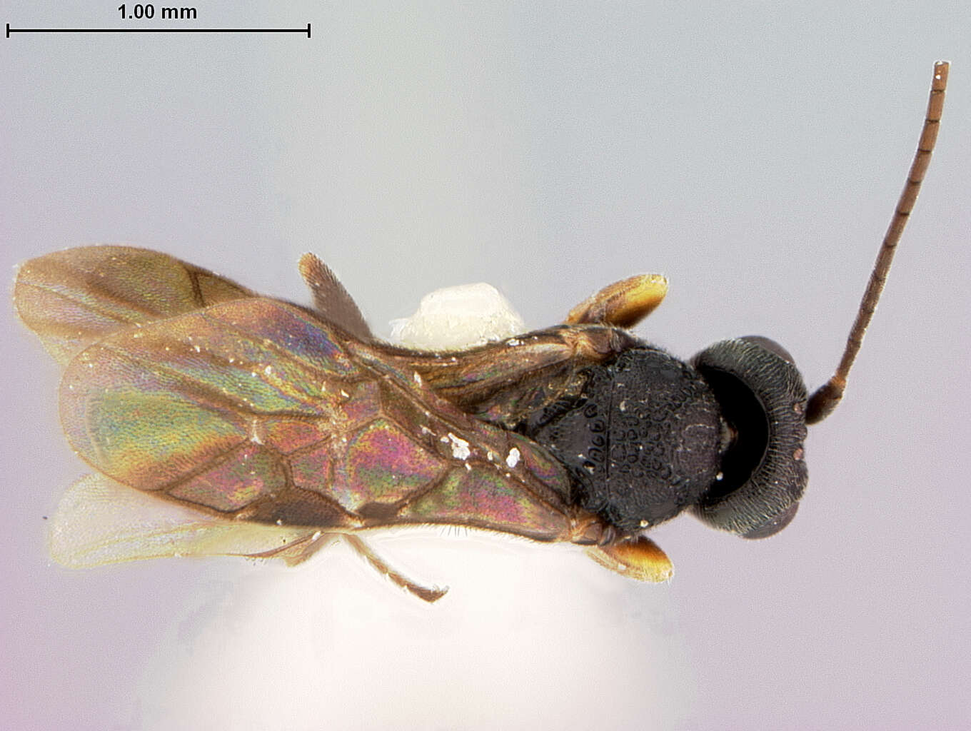 Image of Chelonus fuscipennis McComb 1968