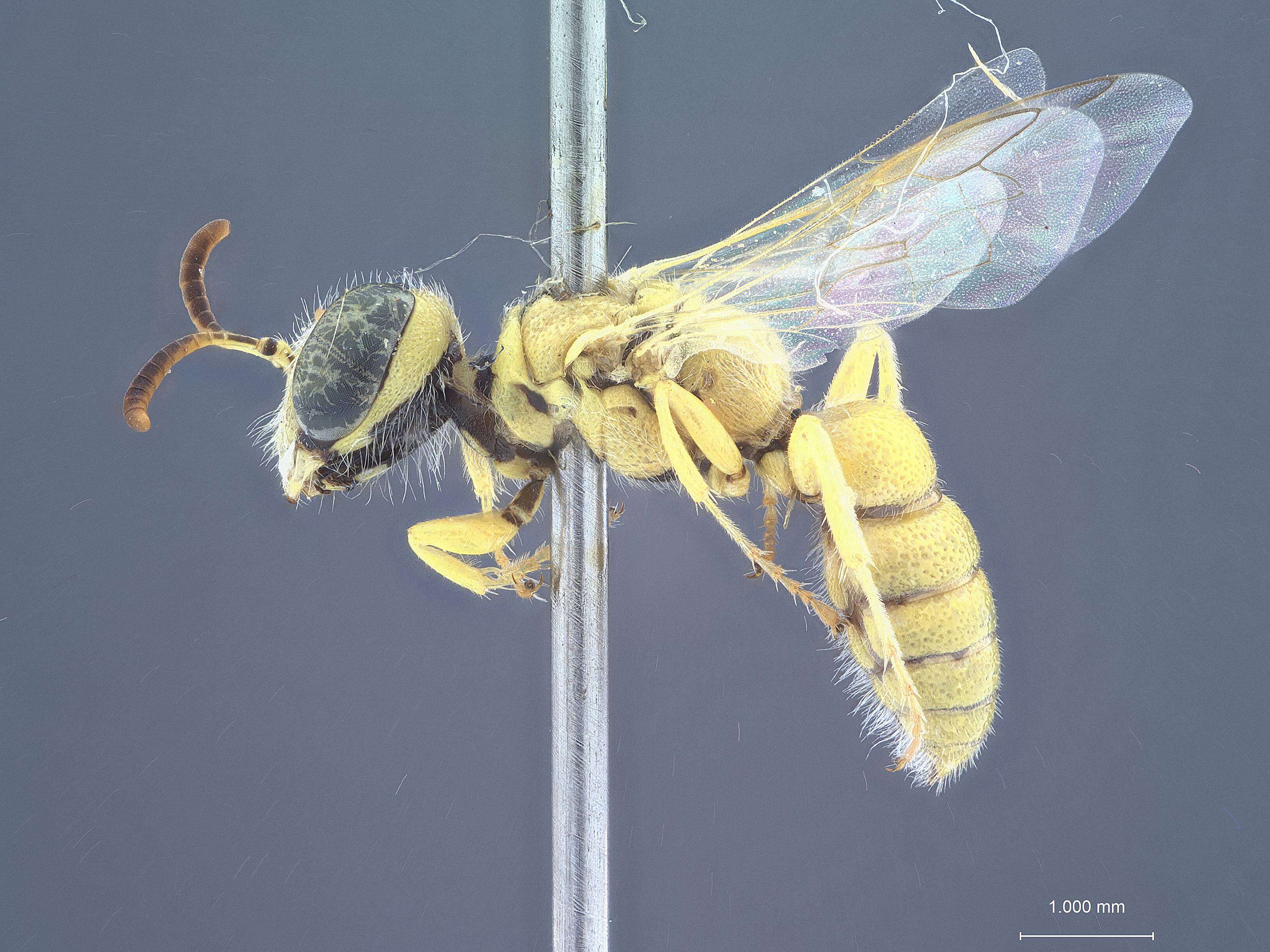 Image of Philanthus parkeri G. Ferguson 1983