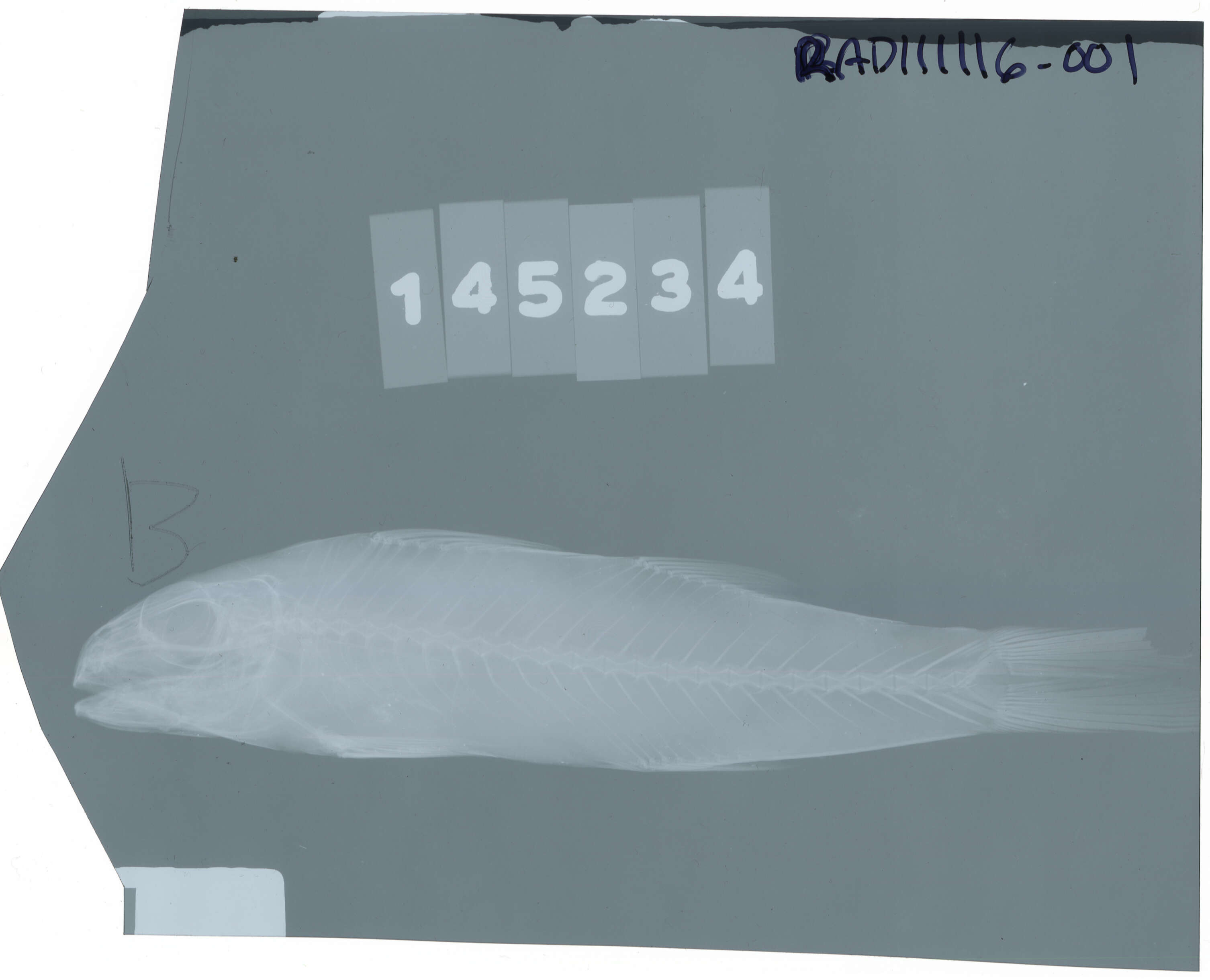 Image of Bar-tail goatfish