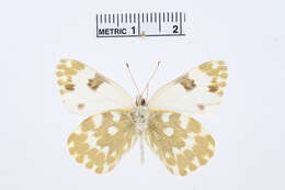 Image of Bath White