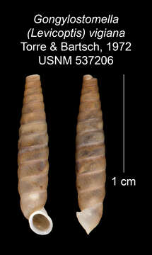 Imagem de Gongylostomella vigiana C. Torre & Bartsch 1972