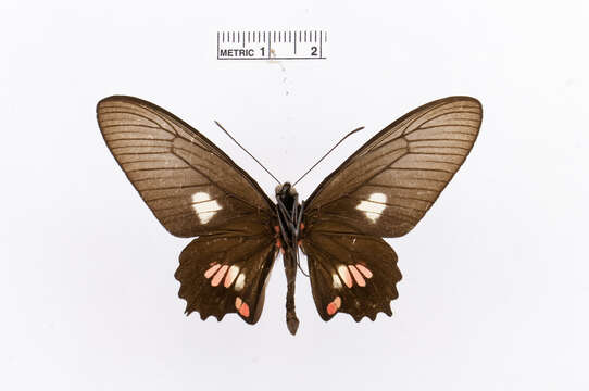 Image of Parides proneus (Hübner 1831)