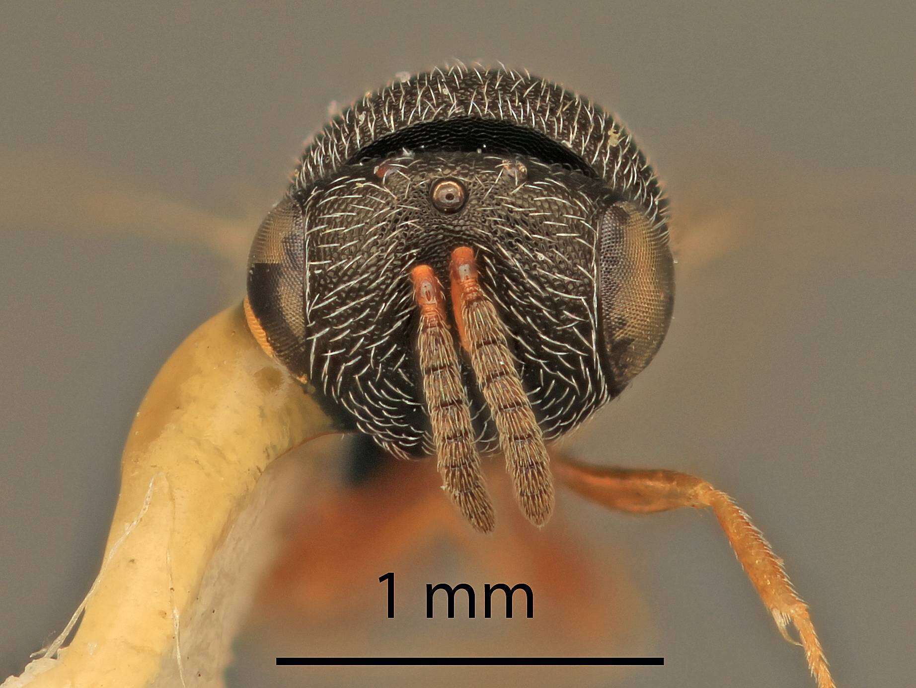 Image of Halticopteroides exemae Boucek 1993