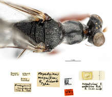 Image of Megadryinus Richards 1953