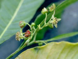 Слика од Dodonaea viscosa (L.) Jacq.