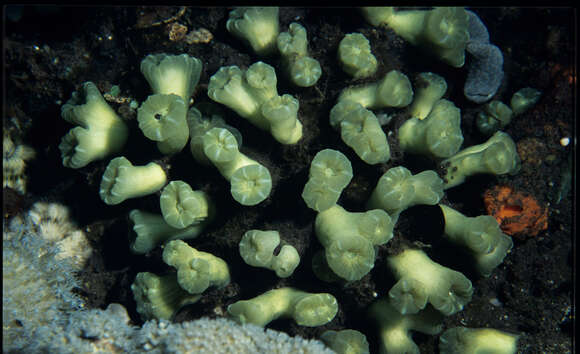 Image of Phaceloid fleshy hard coral