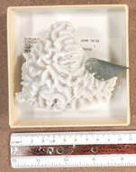 Image of Thin finger coral