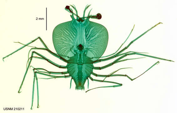 Image of <i>Scyllarus martensii</i>