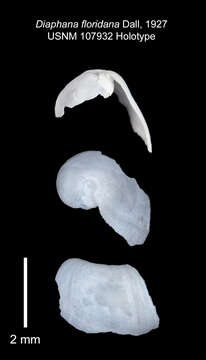 Image of Diaphana floridana Dall 1927