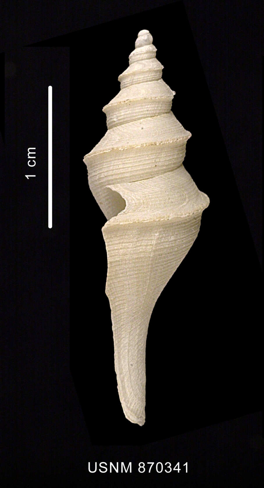 Image of Aforia goniodes (R. B. Watson 1881)