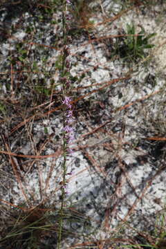 Image of shortleaf blazing star