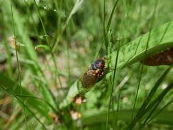 Image de Magicicada septendecim (Linnaeus 1758)