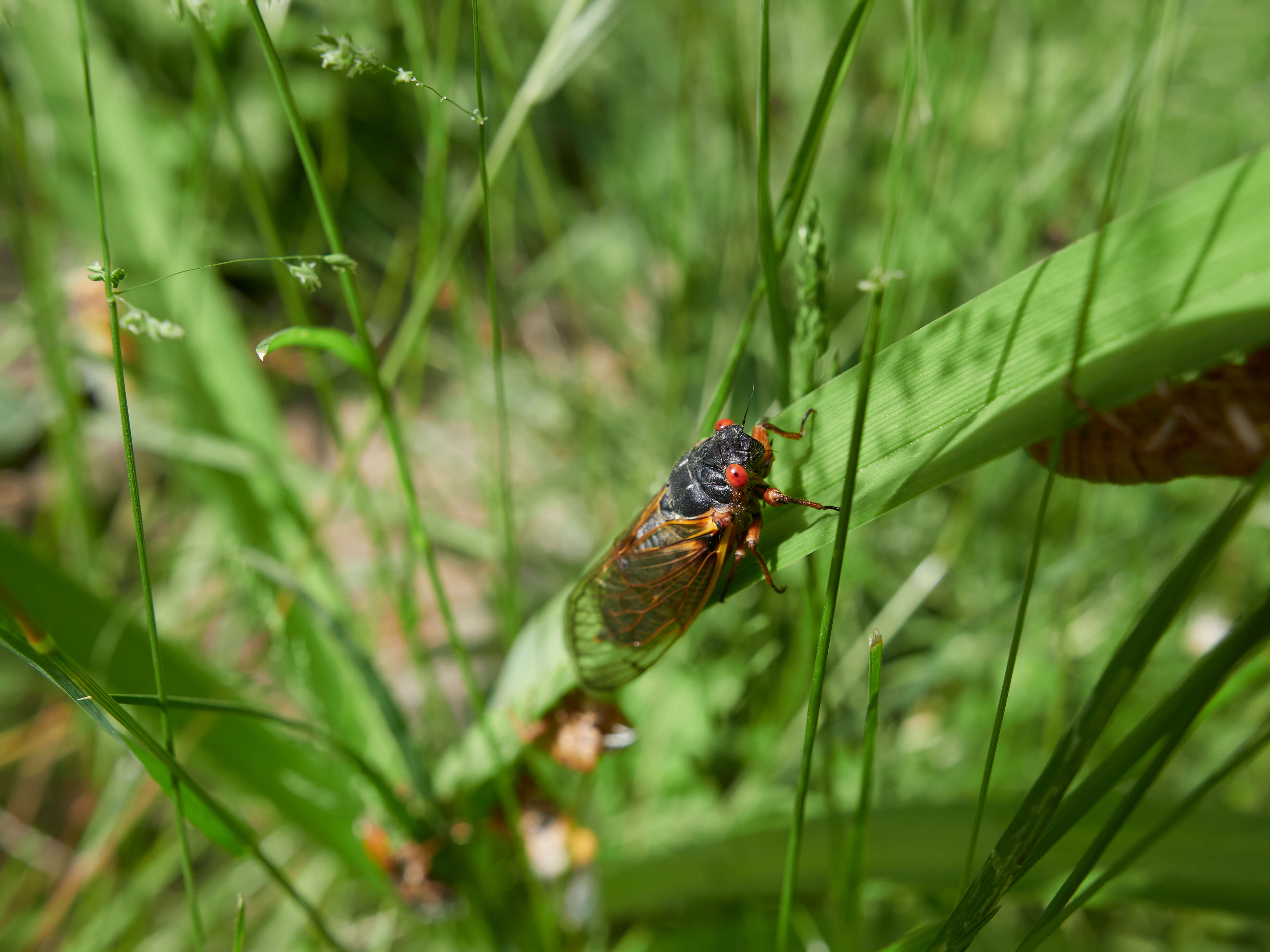 Image of Decim Periodical Cicada