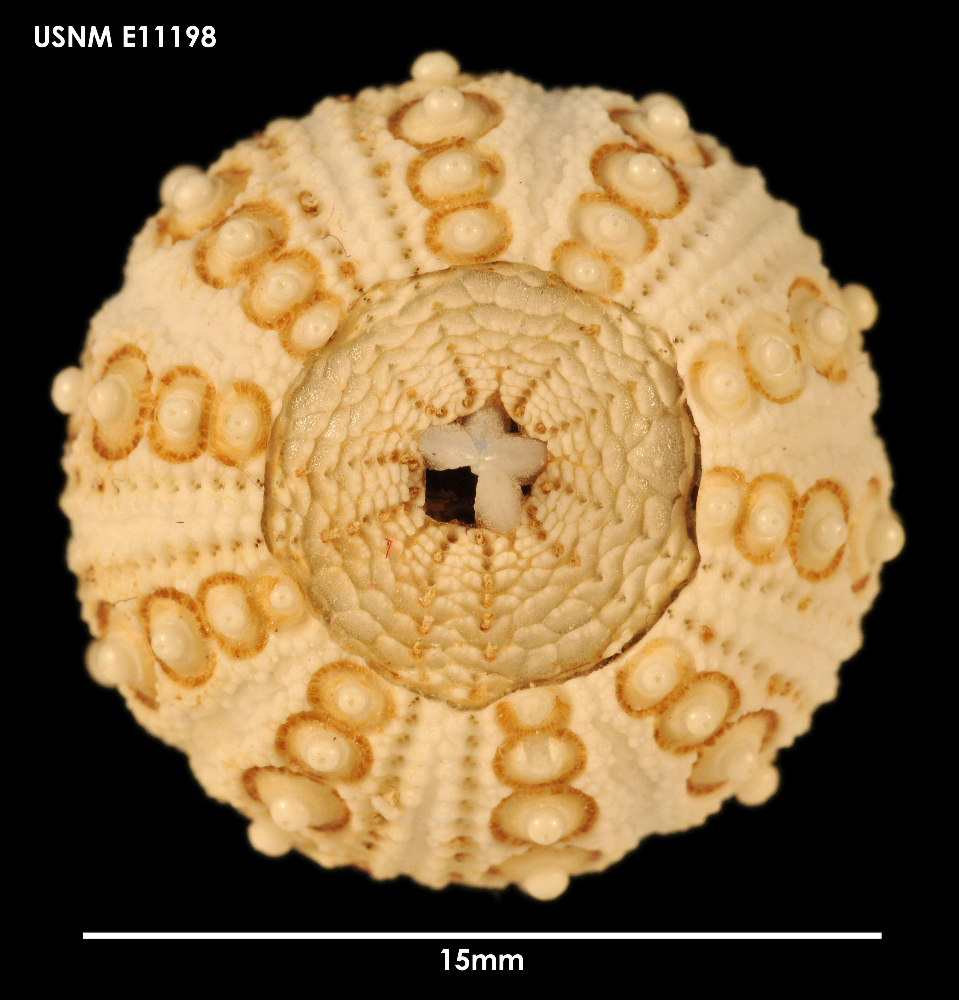 Image of Goniocidaris subgen. Aspidocidaris Mortensen 1928