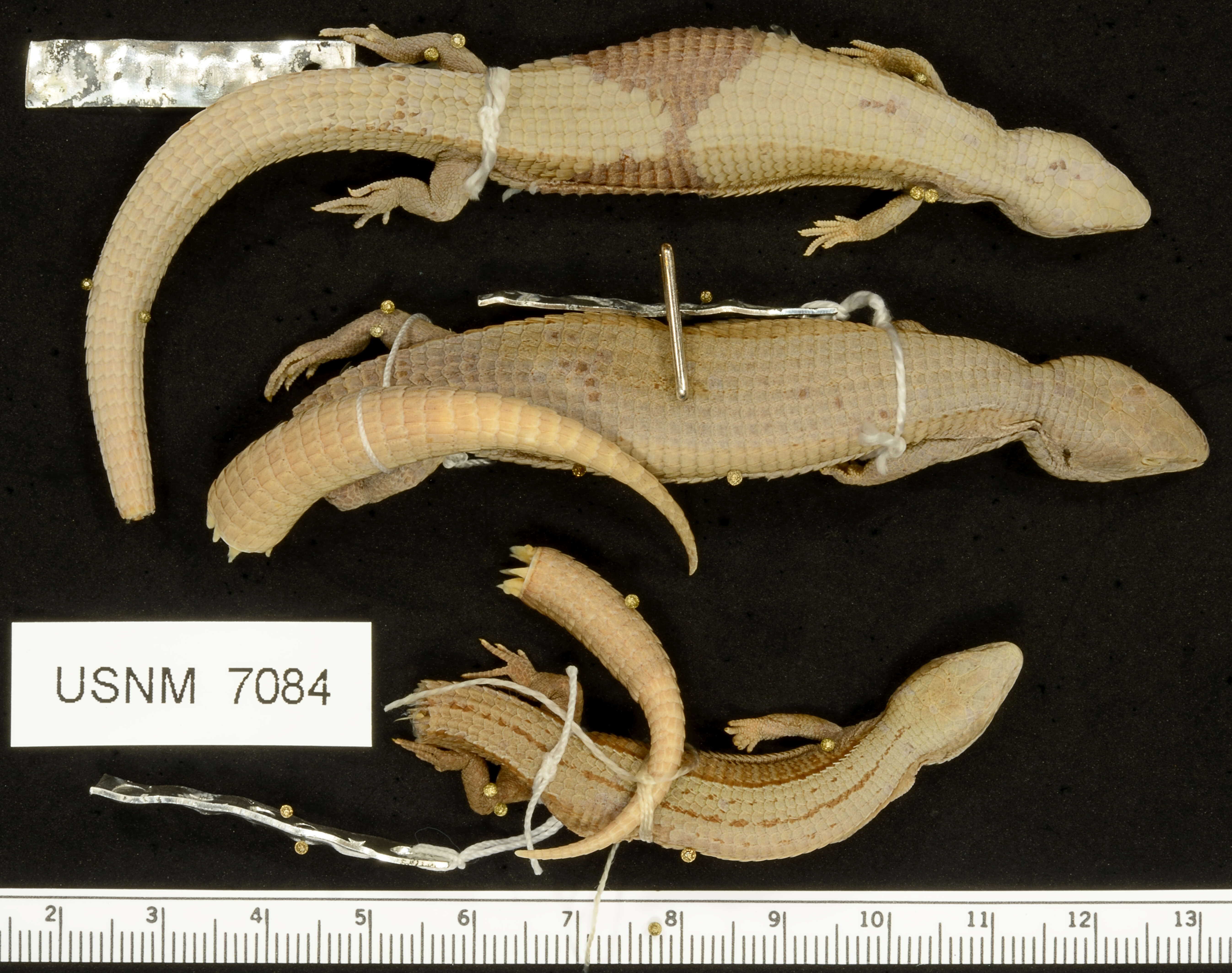 Image of Mount Orizaba Alligator Lizard