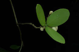 Image of Pristimera celastroides (Kunth) A. C. Sm.