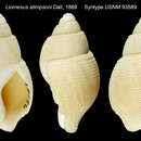 Image de Liomesus stimpsoni Dall 1889