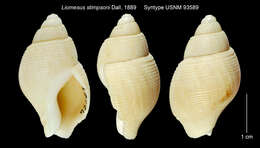 Image de Liomesus stimpsoni Dall 1889