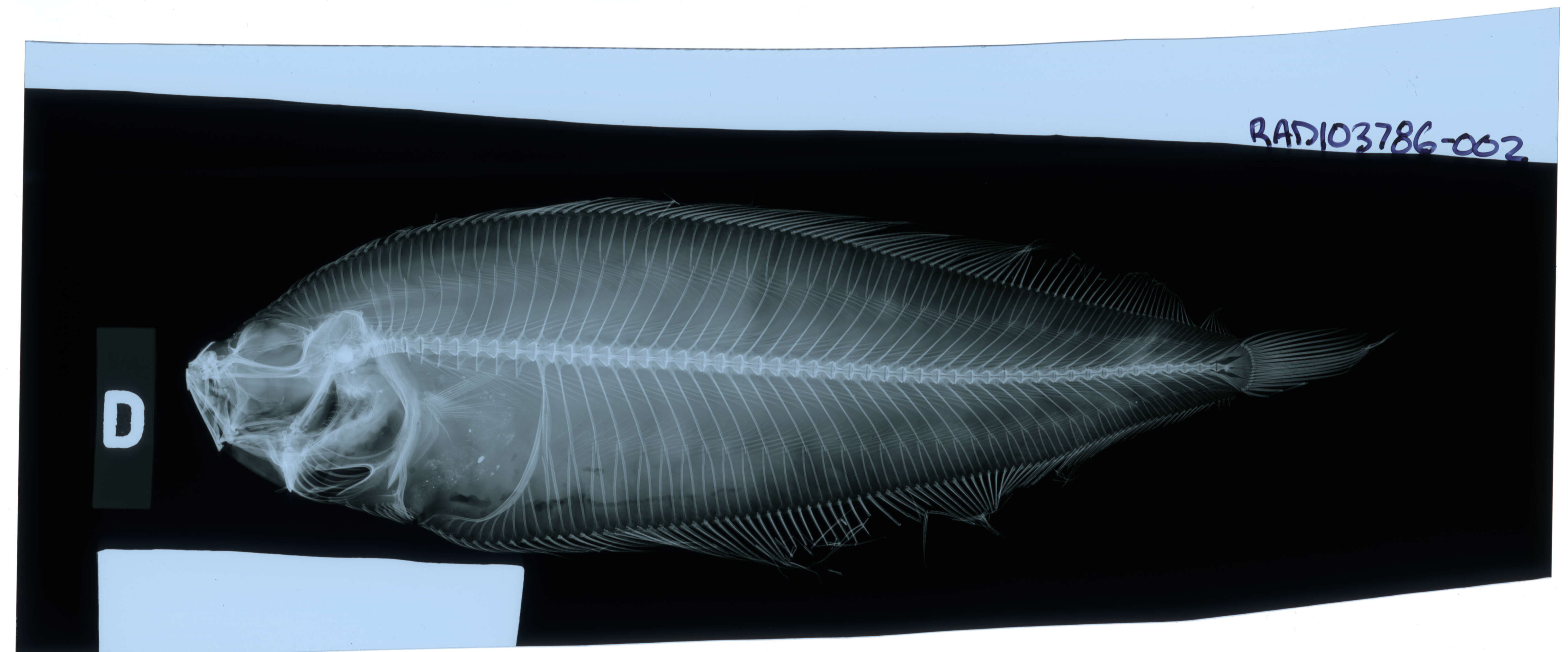 Plancia ëd Laeops gracilis Fowler 1934