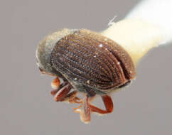 Image of <i>Phrixosoma minor</i>