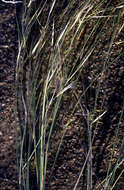 Image of Stipagrostis Nees