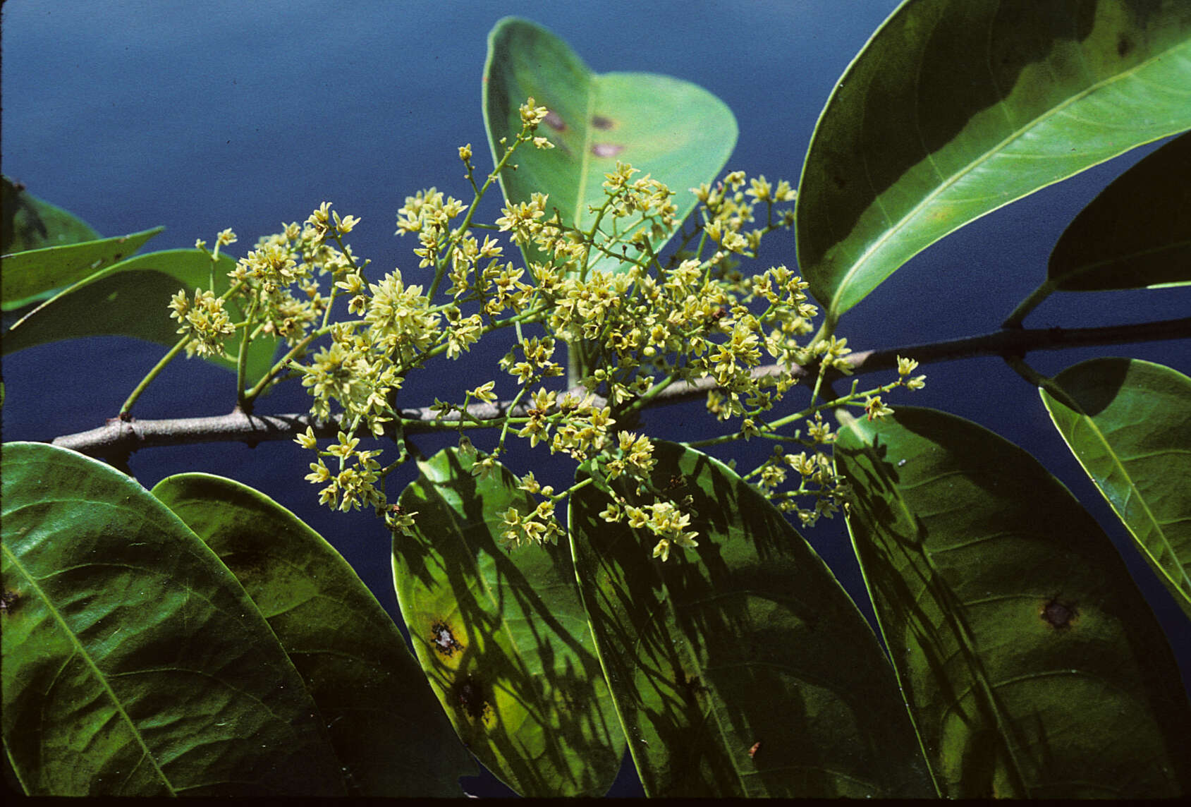 Image of Salacia impressifolia (Miers) A. C. Sm.