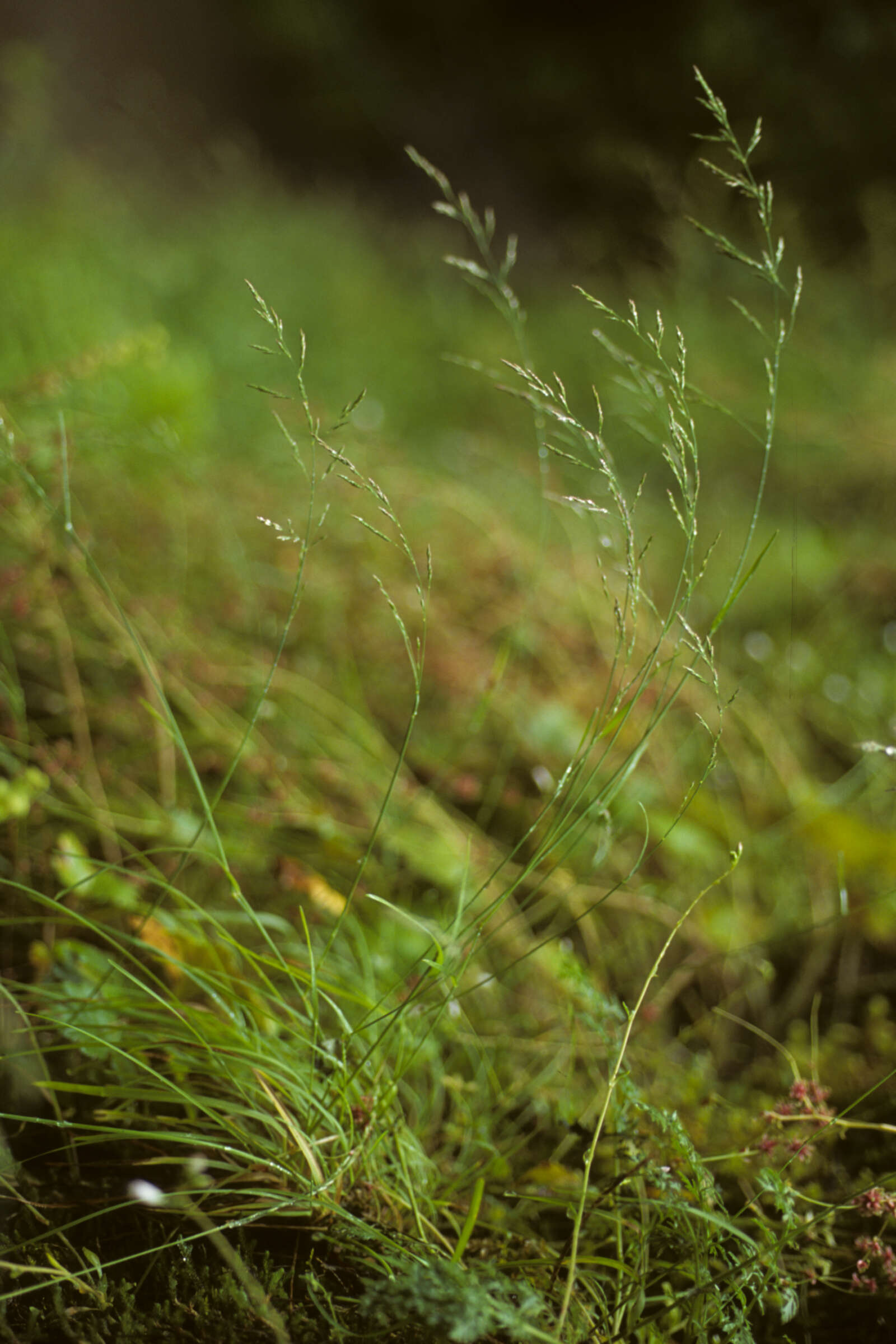 Image de Poa secunda subsp. secunda