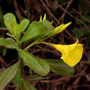 Image of Thevetia bicornuta Müll. Arg.