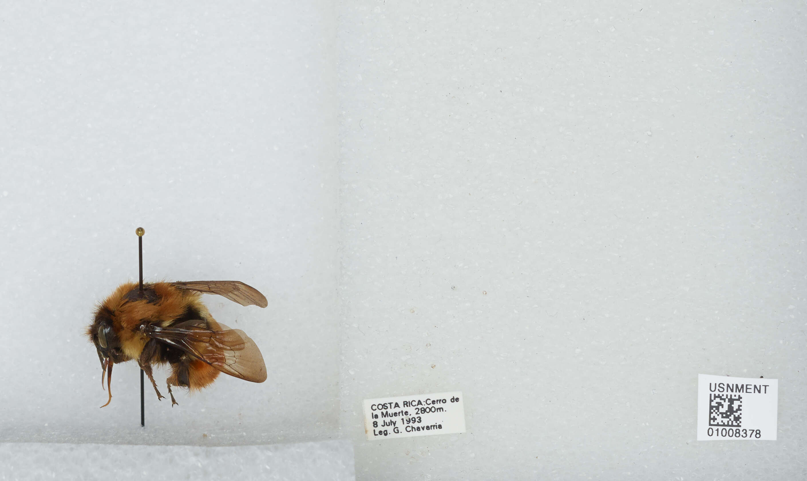 Bombus ephippiatus Say 1837 resmi