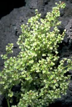 Imagem de Rumex skottsbergii O. Degener & I. Degener