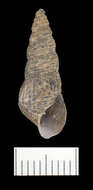 Image of Elimia arachnoidea (Anthony 1854)