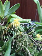 Image of Bulbophyllum vaginatum (Lindl.) Rchb. fil.