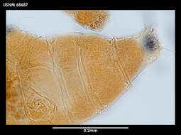 Imagem de Milnesium tardigradum Doyère 1840