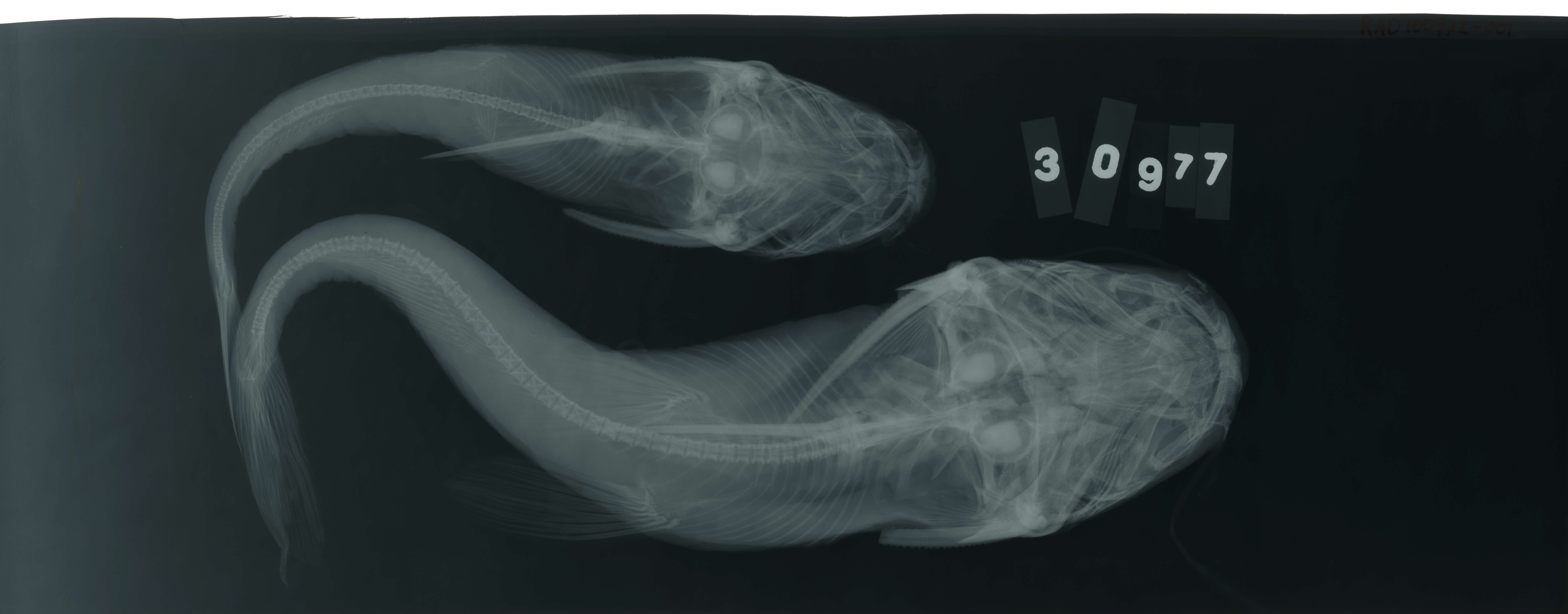 Image of Notarius insculptus (Jordan & Gilbert 1883)